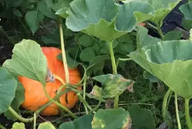 Pumpkin and leaves