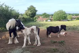 Mares and Foals