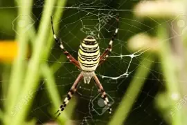 ARAÃ‘A