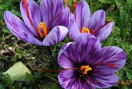 flores - Rosa del Azafrán