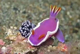 Nudibranchi jigsaw puzzle