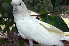 cacatua delle Filippine