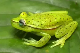 ×¦×¤×¨×“×¢