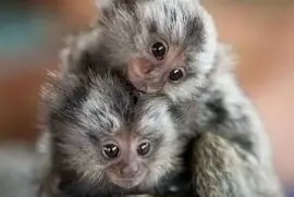 Mini monkey jigsaw puzzle