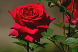פאזל של Red Rose
