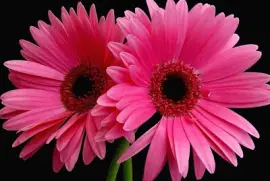 פאזל של Flower