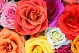 פאזל של Flower