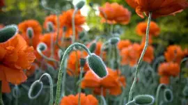 פאזל של Flower