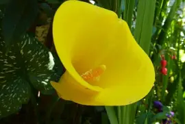 פאזל של Flower