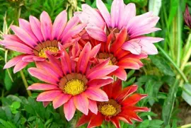 פאזל של Flower