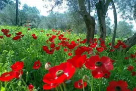 פאזל של Flower