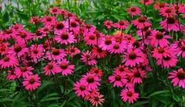 פאזל של Flower