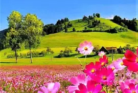 flower pink jigsaw puzzle