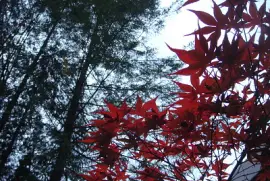 Maple leaf jigsaw puzzle