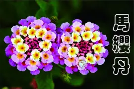 פאזל של é¦¬çº“ä¸¹