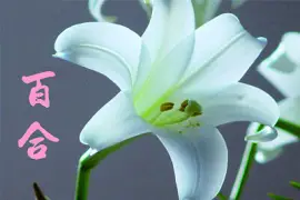 פאזל של ç™¾åˆ