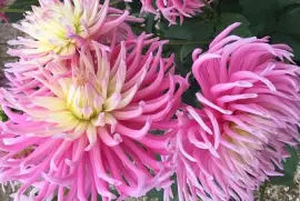 Pink Dahlias 3