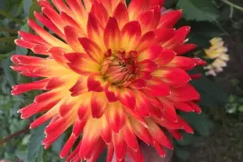Red   Yellow Dahlia