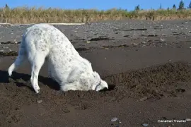 Digging dog