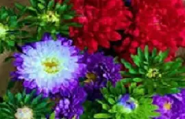 FULÃ” jigsaw puzzle