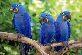 92.- Guacamayos Azules jigsaw puzzle