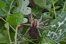 ×¢×›×‘×™×© jigsaw puzzle