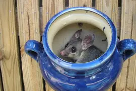 פאזל של Our Guest!