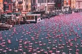 PATOS EN ESPAÃ‘A jigsaw puzzle