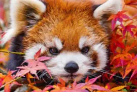 Red Panda
