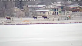 # Moose walk around Lake Hood Sea Plane Base