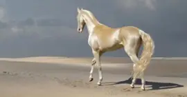 Tutte le razze jigsaw puzzle