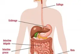 Sistema digestÃ³rio