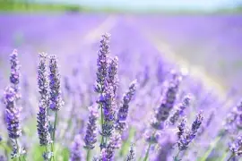 lavanda