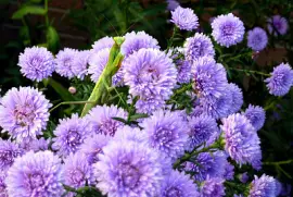 flowers jigsaw puzzle