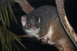פאזל של Possum ring tailed