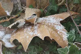 platano jigsaw puzzle