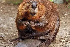 Canada,s Beaver