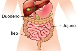 intestino delgado