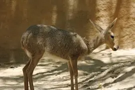 Antilope capriolo