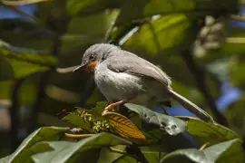 Apalis chestnut throated