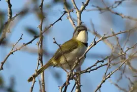 Apalis ruddi