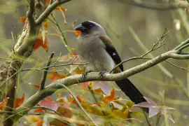 Grey treepie