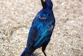 Storno splendente del capo