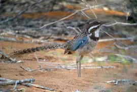 Long tailed groun roller