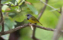 Parula piangente