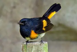 Parula ruticilla