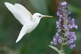 Colibrì albino