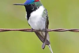 Colibrì cornuto