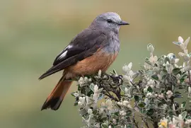 Tiranno dalla gropparossa