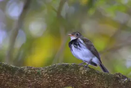 Tiranno pistola dal collare